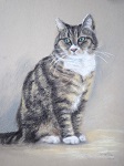 getigerte Hauskatze Lilly sitzend, gemalt in Pastell im Jahr 2013