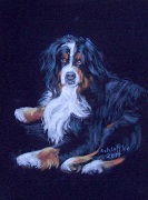 liegender Berner Sennenhund, auf schwarzem Grund gemalt mit Pastell im Jahr 2011